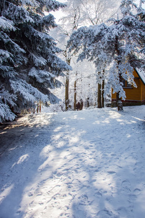 Bright cold sun in the mountains. Sunny winter morning in a snowy forest. Snowy road rolled by skis among spruce trees. New Year's morning in the forest.の写真素材