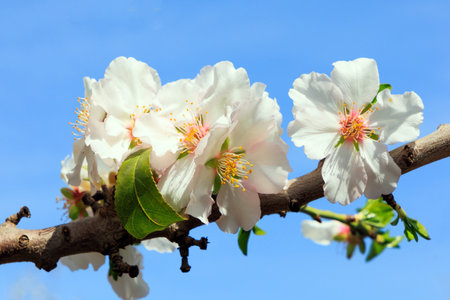 Delicate white flowers attract bees. Snow-white almond flowers with yellow stamens against a clear blue sky. Gorgeous almond grove in bloom. Wonderful spring day in Israel.の写真素材