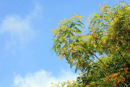 Spring came. Spring flowering trees in Shomron. Israel. Blooming acacia blooms with yellow and orange small flowers.の写真素材