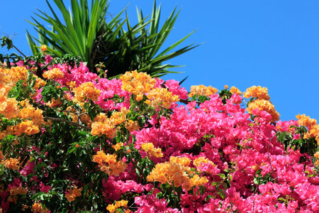 Dense bougainvillea blooms luxuriantly with orange and pink tassels of flowers. Spring flowering trees in Shomron. Israel. Spring came.の写真素材
