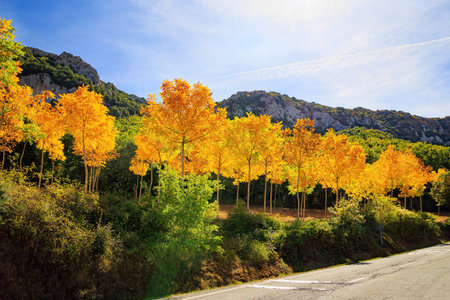 Way from San Sebastian to Tolosa. Impressive alley in aspen grove pierced by sunbeams. Lush colors of autumn. Picturesque Basque country.の写真素材