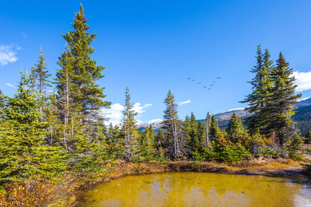 Picturesque puddles around Bow Lake. The majestic Rocky Mountains of Canada. Alberta. Cold sunny autumn dayの写真素材
