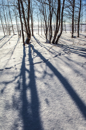 Lapland on a sunny winter day. The sun is low on the horizon. The snow has clear shadows from the trees. Winter forest of aspens and birches. Short winter day in the Arctic.の写真素材