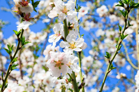 Early spring in Israel. Gorgeous almond grove in bloom. Delicate white almond flowers with yellow stamens. Blooming almond trees. Wonderful spring day.の写真素材
