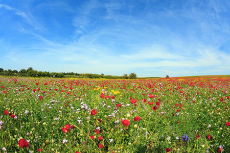 Early spring in Israel. First bloom of red anemones. Southern kibbutz. Blooming red anemones. Magnificent flower carpets of blooming red flowers among green juicy grass.の写真素材