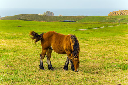 Mountain horses of the Basque Country. Cultural symbol of the region of origin. Magnificent animals are heavy country mountain horses. Beautiful horses in different shades of brownの写真素材