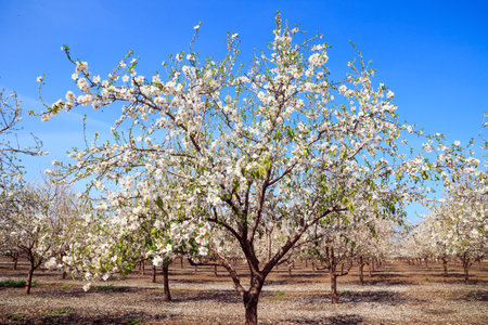 Fallen flowers cover the ground like an even carpet. Gorgeous almond grove in bloom. White and pink flowering almond trees grow in even rows. Israel. Wonderful spring dayの写真素材