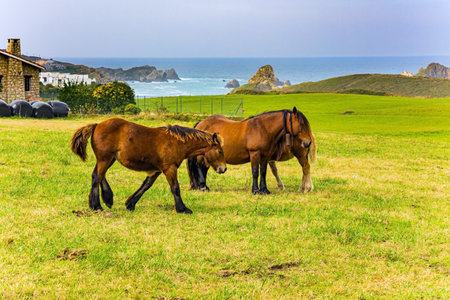 Mountain horses of the Basque Country. Two horses and a foal are grazing on a green grassy meadow. Spain. Cultural symbol of the region of origin.の写真素材