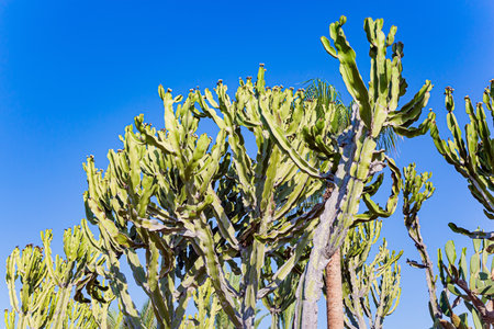 The tops of huge tropical cacti against the blue skyの写真素材