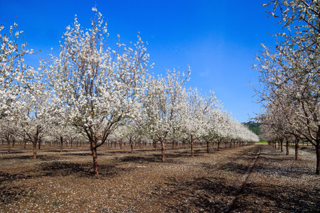 Lovely large grove of flowering almond trees. Warm sunny spring day. Warm sunny spring day.  Fallen flowers cover the ground like a carpet.の写真素材