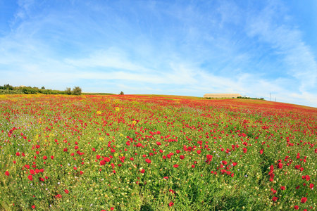 Blooming red anemones. Magnificent flower carpets of blooming red flowers among green juicy grass. Early spring in Israel. Southern kibbutz. First bloom of red anemonesの写真素材