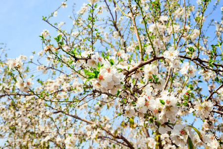 Snow-white almond flowers with yellow stamens against a clear blue sky. Early spring in Israel. Gorgeous almond grove in bloom. Blooming almond trees.の写真素材