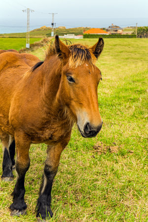 Bay horse grazes on a green grassy meadow not far from the sea shore. Portrait. Mountain horses of the Basque Country. Spain. Cultural symbol of the region of origin.の写真素材
