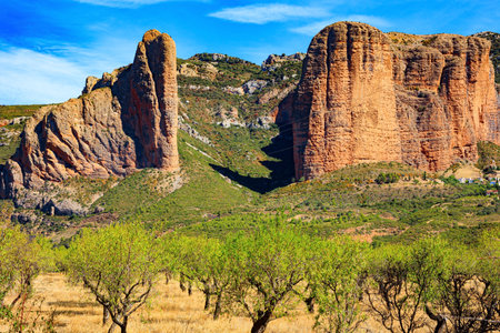Young olive grove. The magnificent Mallets of Riglos is a conglomerate of rock formations. Spain. The foothills of the Pyrenees. Sunny afternoon.の写真素材