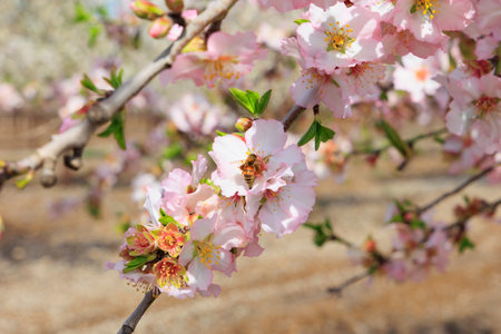 Bees collect nectar - the sweet juice of almond flowers. Delicate white - pink flowers attract bees. Gorgeous almond grove in bloom. Wonderful spring day in Israel.の写真素材