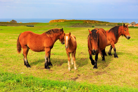 Group of beautiful horses are grazing not far from the sea shore. Mountain horses of the Basque Country. Spain.の写真素材
