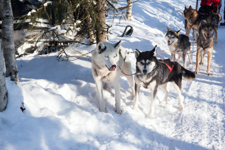 Dog sled carries a sleigh with tourists. The sun is low on the horizon. Travel to Santa Claus. Short winter day in the Lapland. Exotic trip to the Arcticの写真素材