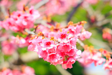 Gorgeous spring cherry blossoms. Bright sunny day. Pink terry fluffy cherry flowers. Blossoming cherry tree branches against the blue skyの写真素材