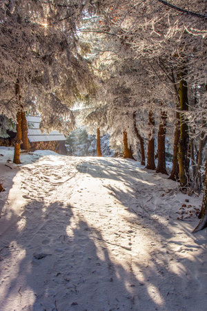 Sunny winter morning in a snowy forest. New Year's morning in the forest. Bright cold sun in the mountains. Snowy road rolled by skis among spruce trees.の写真素材