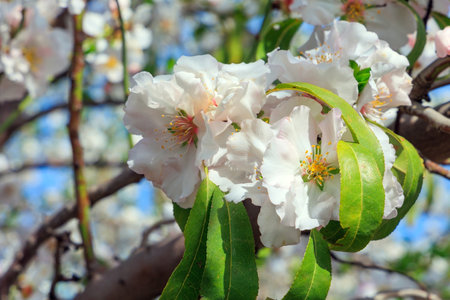 Branch of flowering almond trees. Snow almond flowers with yellow stamens. Almond grove in Migdal HaEmek. Warm sunny spring day.の写真素材