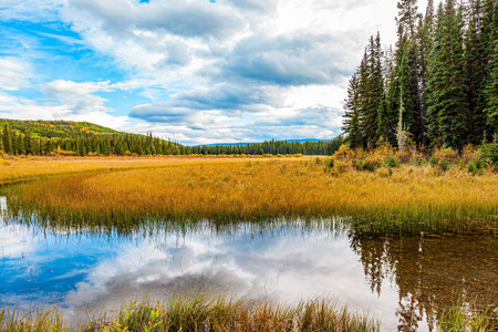 Autumn trip to the west of Canada. The tall grass turned yellow. The smooth lake surface reflects the cloudy sky and slender fir trees. The shallow lake is surrounded by an evergreen forest.の写真素材