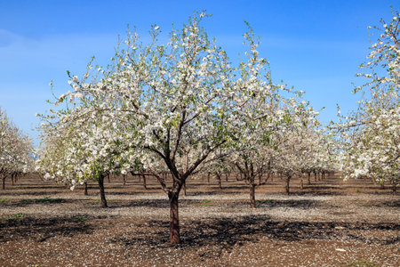 Israel. Gorgeous almond grove in bloom. White flowering almond trees grow in even rows. Fallen flowers cover the ground like an even carpet. Wonderful spring dayの写真素材