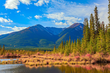 Evergreen forests in the mountains of Canada. Yellow and orange foliage  on the shores of the Lake Vermillon. Indian summer in the Rocky Mountains.の写真素材