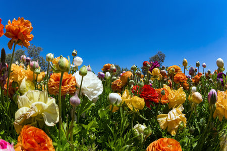 Picturesque large garden flowers. Magnificent kibbutz field of blossoming buttercups.  Spring in the south of Israel. Warm sunny spring dayの写真素材