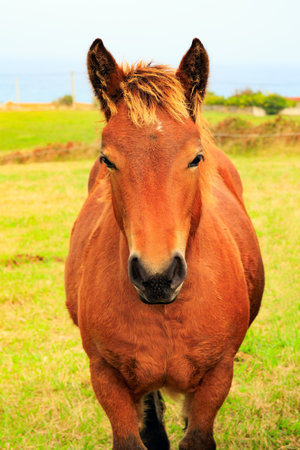 Portrait. Bay beautiful horse grazes on green grassy meadow. Mountain horses of the Basque Country. Spain. Cultural symbol of the region of origin.の写真素材