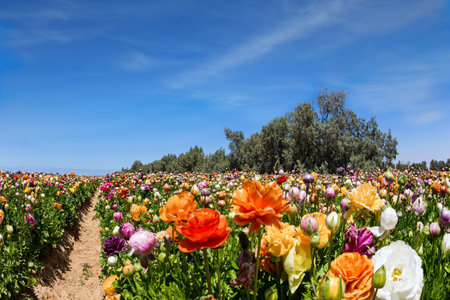 Magnificent kibbutz field of blossoming buttercups /ranunculus/. Spring in the south of Israel. Picturesque large garden flowers. Warm sunny spring dayの写真素材