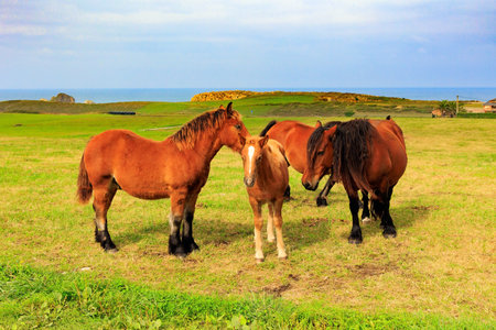 Group of beautiful horses. Cultural symbol of the region of origin. Magnificent animals are heavy country mountain horses. Spain. Mountain horses of the Basque Country.の写真素材
