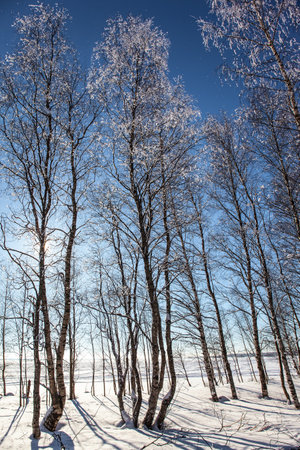 The sun is low on the horizon. The snow has clear shadows from the trees. Winter forest of aspens and birches. Lapland on a sunny winter day.  Short winter day in the Arctic.の写真素材