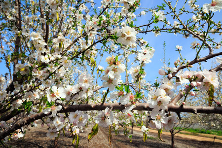 Snow-white almond flowers with yellow stamens against a clear blue sky. Blooming almond trees. Early spring in Israel. Gorgeous almond grove in bloom.の写真素材