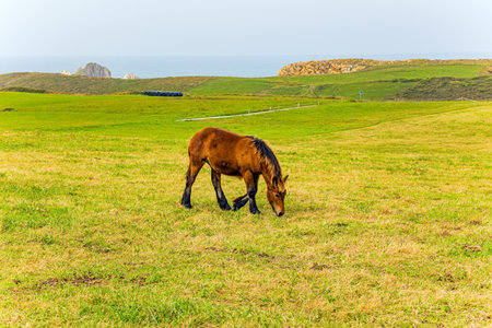 Mountain horses of the Basque Country. Bay beautiful horse grazes on green grassy meadow. Spain. Cultural symbol of the region of origin.の写真素材
