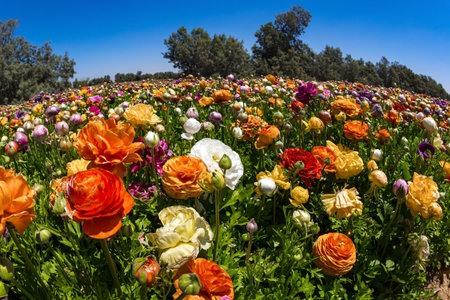 Huge field of picturesque large garden flowers. Magnificent kibbutz field of blossoming buttercups.  Spring in the south of Israel. Warm sunny spring dayの写真素材