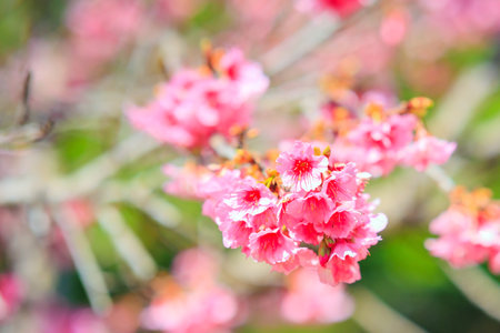 Branches of a blossoming cherry tree on a blur background.  Bright sunny day. Pink terry fluffy cherry flowers.の写真素材