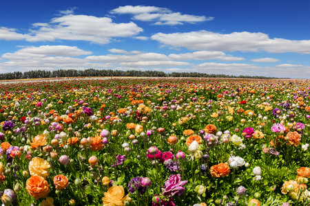 Magnificent kibbutz field. Picturesque large garden buttercups /ranunculus/ of bright colors are planted in wide stripes. Hot spring day. Spring in the south of Israel.の写真素材