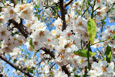 Early spring in Israel. Snow-white almond flowers with yellow stamens against a clear blue sky. Gorgeous almond grove in bloom. Almond Grove in Migdal HaEmek.の写真素材