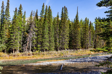 Shallow stream with a pebbly bottom. Sunny day in autumn Indian summer. Park Banff in the Rocky Mountains. Canada.の写真素材