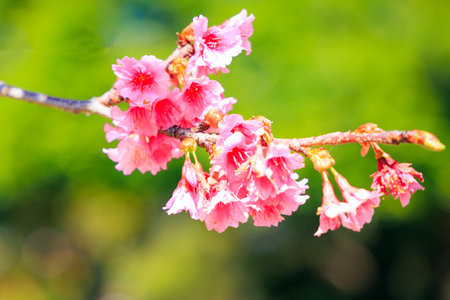 Gorgeous spring cherry blossoms. Bright sunny day. Pink terry fluffy cherry flowers.の写真素材