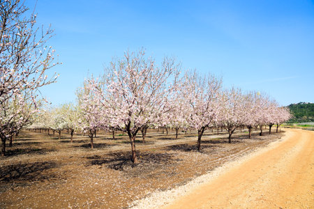 Lovely large grove. Fallen flowers cover the ground like a carpet. Warm sunny spring day. White and pink flowering almond trees grow in even rows. Israelの写真素材