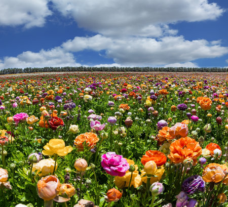 Magnificent kibbutz field. Picturesque large garden buttercups /ranunculus/ of bright colors are planted in wide stripes. Bright and hot spring day. Spring in the south of Israel.の写真素材