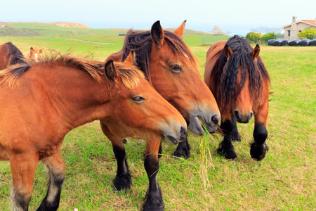 Group portrait of beautiful horses. Mountain horses of the Basque Country. Spain. 
Magnificent animals are heavy country mountain horses.の写真素材