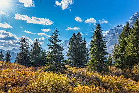 Pine trees and yellowed autumn grass around glacial lake Bow. Majestic Rocky Mountains of Canada. Albertaの素材 [FY310201135583]