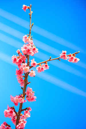 Blossoming cherry tree branches against the blue sky. Gorgeous spring cherry blossoms. Bright sunny day. Pink terry fluffy cherry flowers.の写真素材