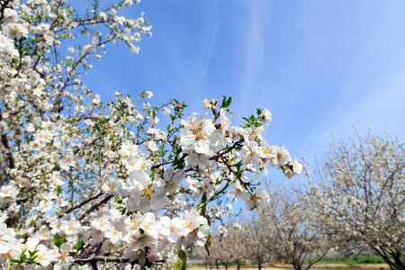 Almond grove in Migdal HaEmek. Branches of flowering almond trees. Snow-white almond flowers with yellow stamens against a clear blue sky. Warm sunny spring day.の写真素材