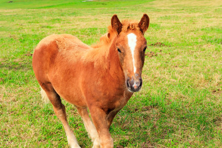 Bay beautiful foal grazes on green grassy meadow. Portrait. Mountain horses of the Basque Country. Spain. Cultural symbol of the region of origin.の写真素材