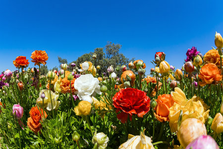 Spring in the south of Israel. Picturesque large garden flowers. Magnificent kibbutz field of blossoming buttercups /ranunculus/. Warm sunny spring dayの写真素材