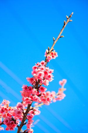Cherry blossoms. Bright sunny day. Pink terry fluffy sakura flowers. Blossoming cherry tree branches against the blue skyの写真素材