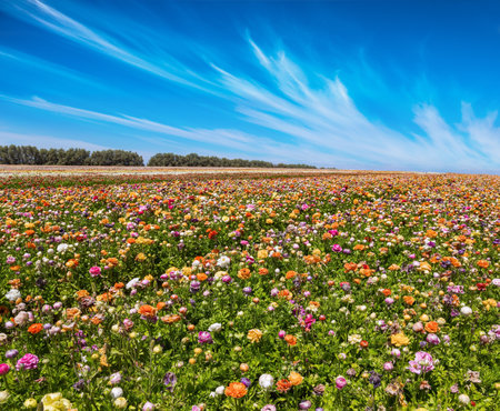 Spring in the south of Israel. Warm spring day. Picturesque large garden flowers of bright colors are planted in wide stripes. Huge field of colorful blossoming buttercups.の写真素材